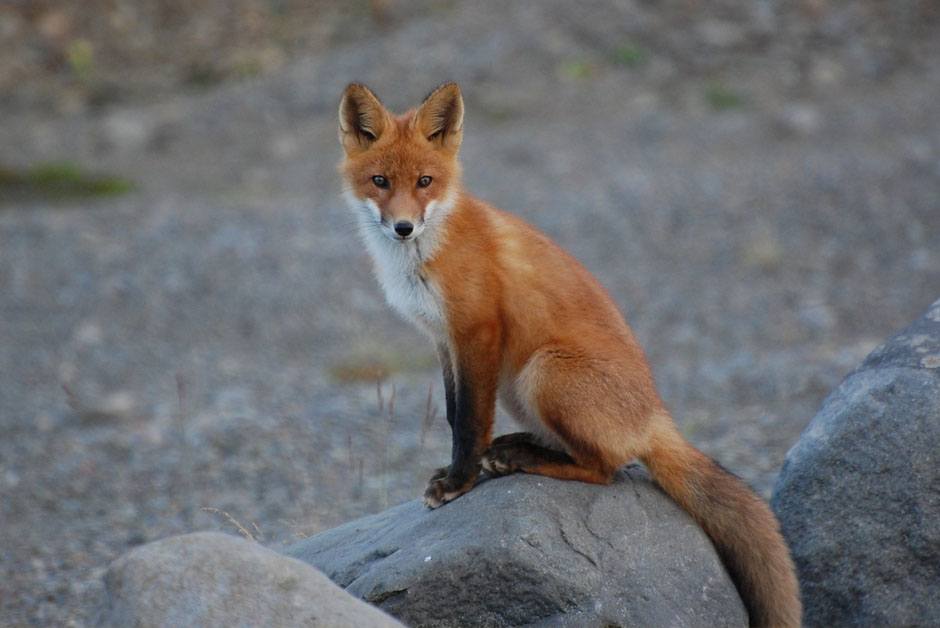 Foxes Control
